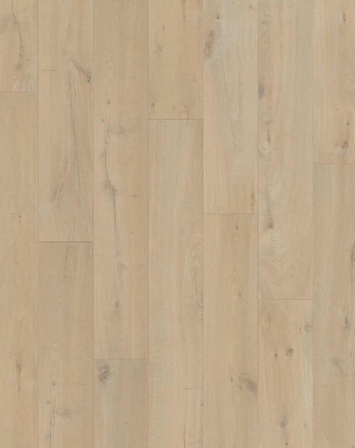 Coastal Oak