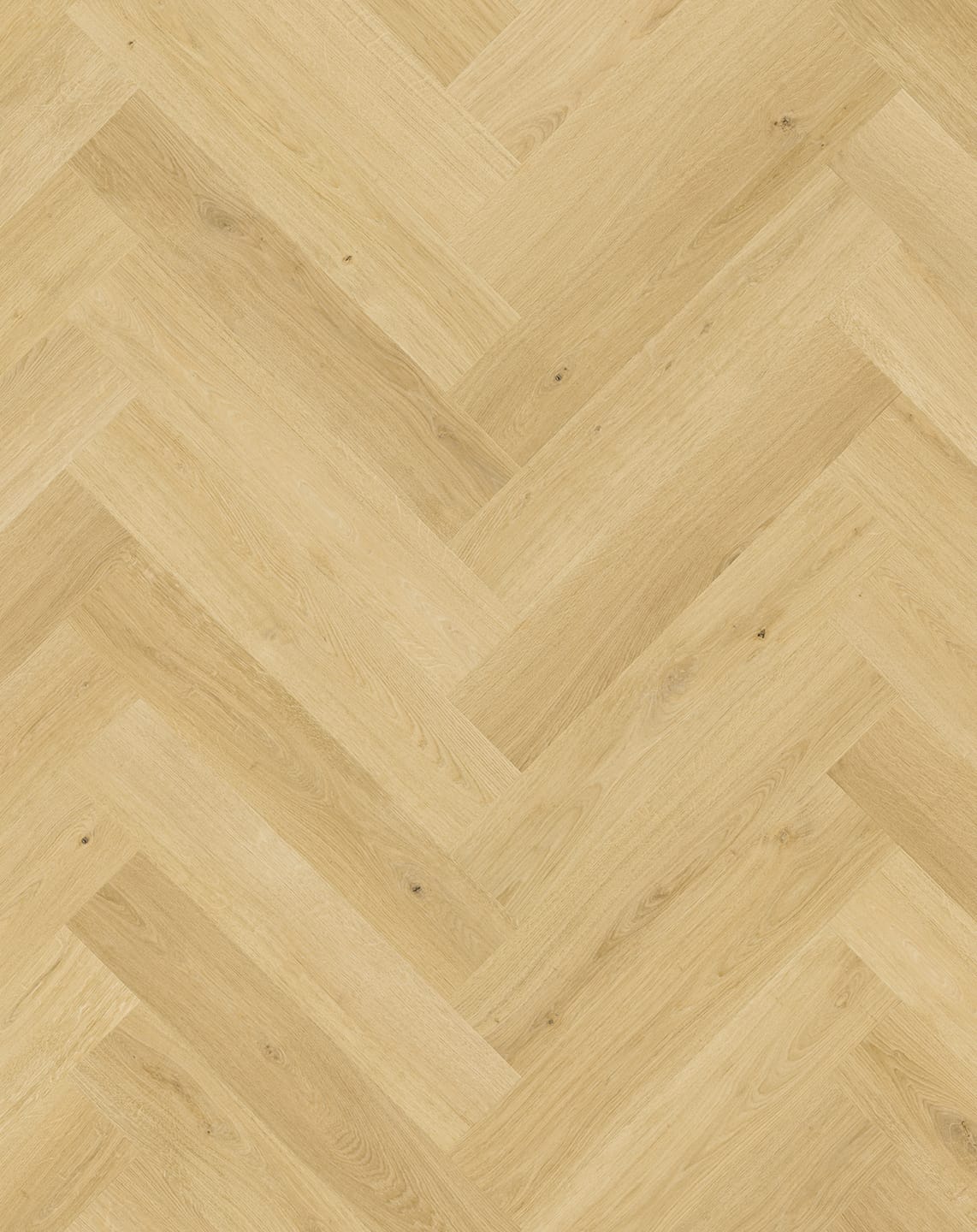 Nutmeg Oak